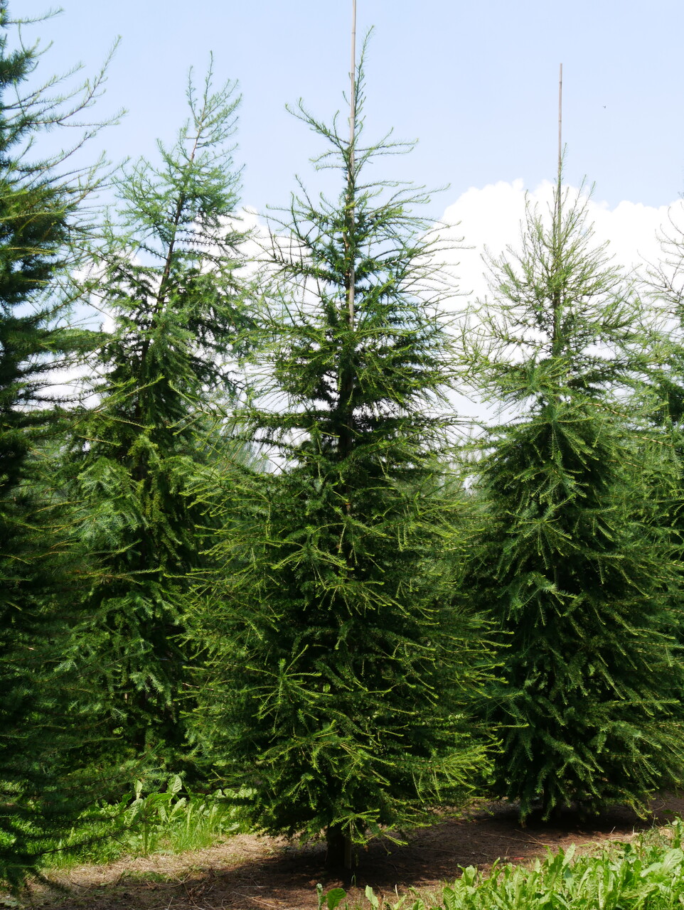 Larix decidua | European larch, Common larch - Van den Berk Nurseries